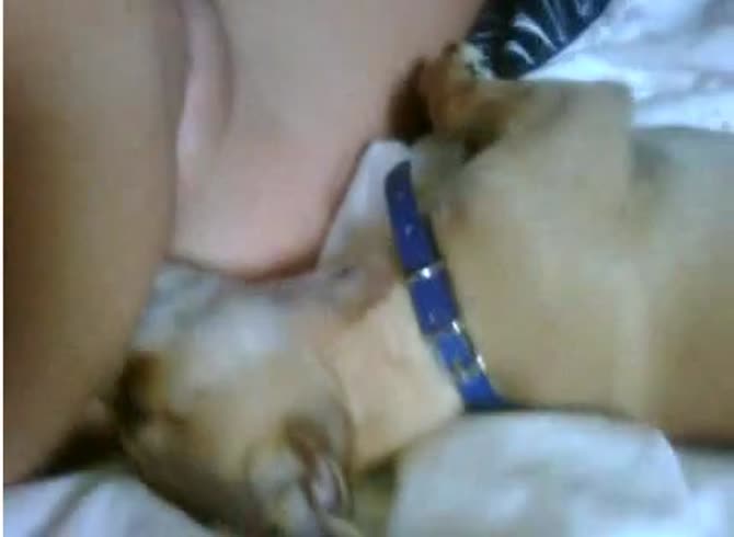 Video :Lady enjoying dog oral sex and got her holes licked